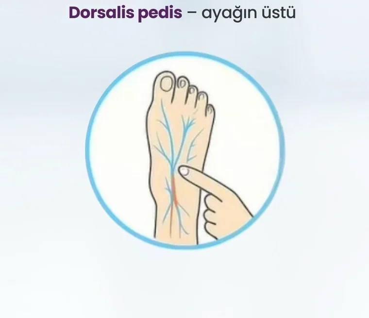 Dorsalis pedis nəbz nöqtəsi — ayağın üstü