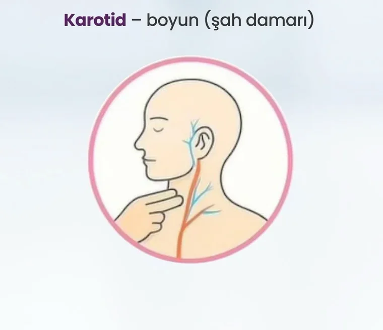 Karotid nəbz nöqtəsi — boyun (şah damarı)